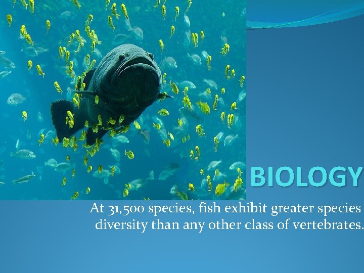 BIOLOGY At 31, 500 species, fish exhibit greater species diversity than any other class