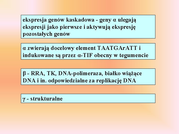 ekspresja genów kaskadowa - geny α ulegają ekspresji jako pierwsze i aktywują ekspresję pozostałych