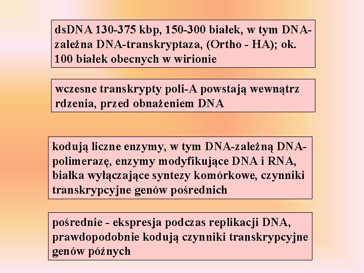 ds. DNA 130 -375 kbp, 150 -300 białek, w tym DNAzależna DNA-transkryptaza, (Ortho -