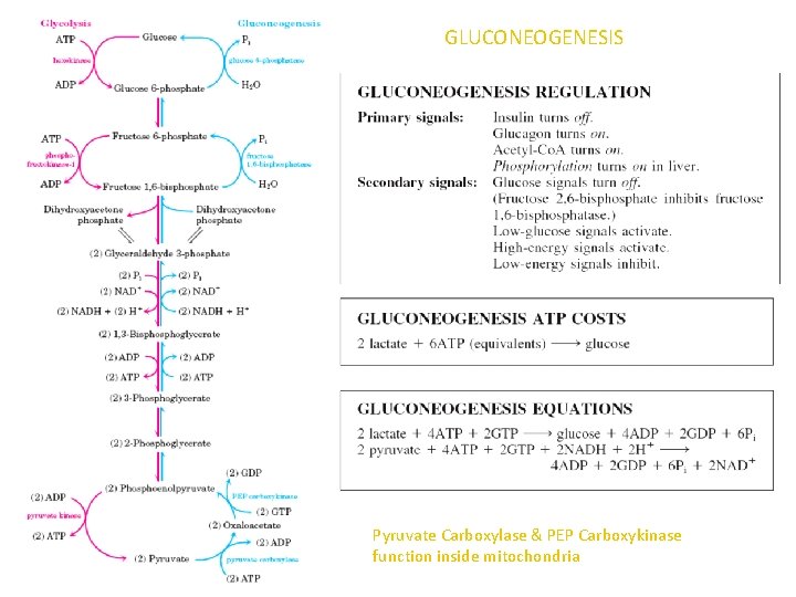 GLUCONEOGENESIS Pyruvate Carboxylase & PEP Carboxykinase function inside mitochondria 