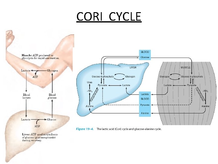 CORI CYCLE 