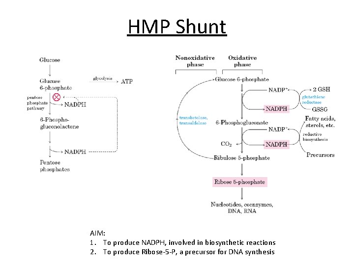 HMP Shunt AIM: 1. To produce NADPH, involved in biosynthetic reactions 2. To produce