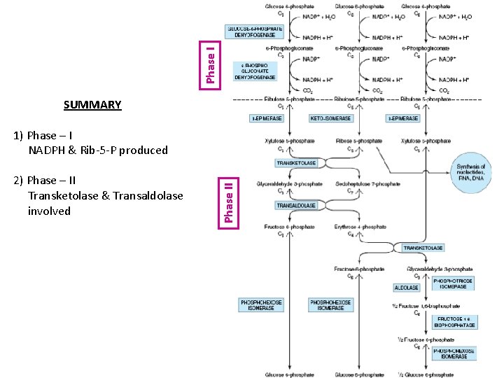 Phase I SUMMARY 2) Phase – II Transketolase & Transaldolase involved Phase II 1)