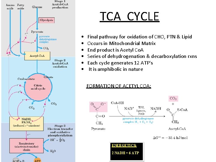 TCA CYCLE • • • Final pathway for oxidation of CHO, PTN & Lipid