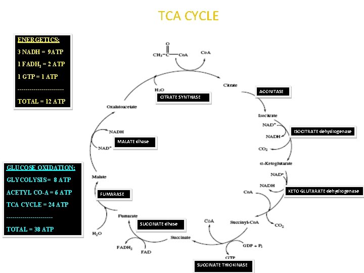 TCA CYCLE ENERGETICS: 3 NADH = 9 ATP 1 FADH 2 = 2 ATP