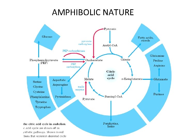 AMPHIBOLIC NATURE 