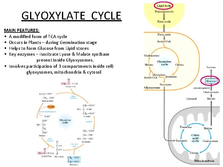 GLYOXYLATE CYCLE MAIN FEATURES: • A modified form of TCA cycle • Occurs in