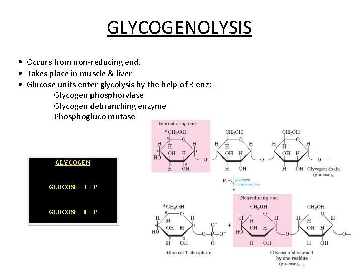 GLYCOGENOLYSIS • Occurs from non-reducing end. • Takes place in muscle & liver •