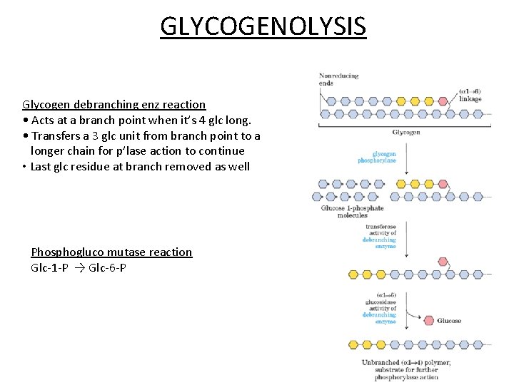 GLYCOGENOLYSIS Glycogen debranching enz reaction • Acts at a branch point when it’s 4