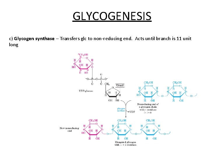 GLYCOGENESIS c) Glycogen synthase – Transfers glc to non-reducing end. Acts until branch is