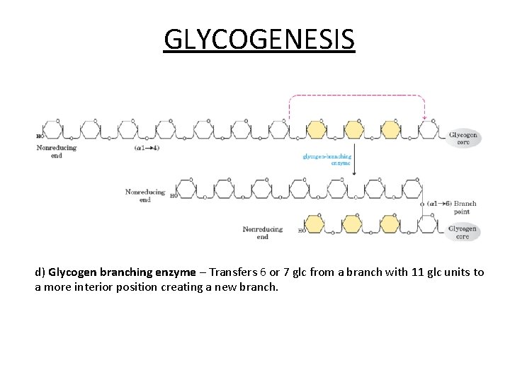 GLYCOGENESIS d) Glycogen branching enzyme – Transfers 6 or 7 glc from a branch