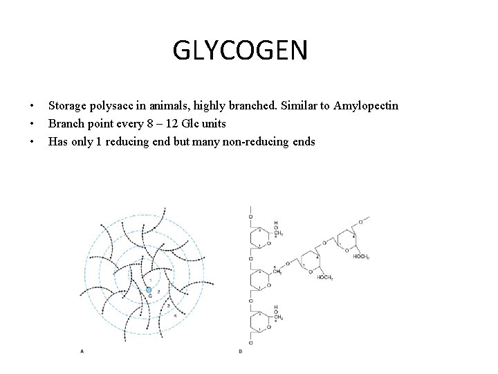 GLYCOGEN • • • Storage polysacc in animals, highly branched. Similar to Amylopectin Branch