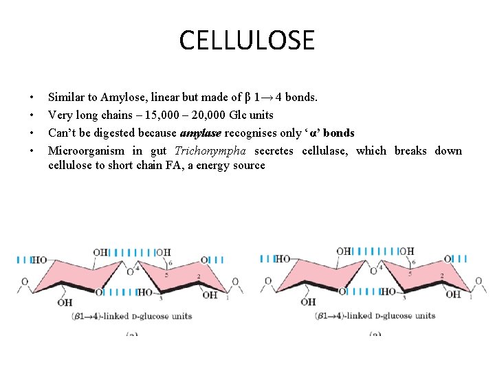 CELLULOSE • • Similar to Amylose, linear but made of β 1→ 4 bonds.