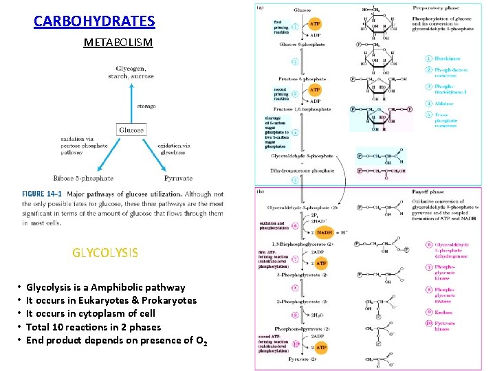 CARBOHYDRATES METABOLISM GLYCOLYSIS • • • Glycolysis is a Amphibolic pathway It occurs in