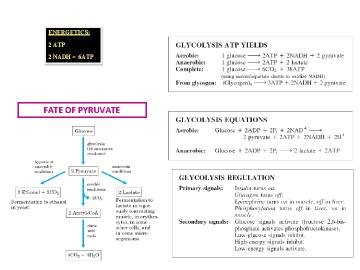 ENERGETICS: 2 ATP 2 NADH = 6 ATP FATE OF PYRUVATE 