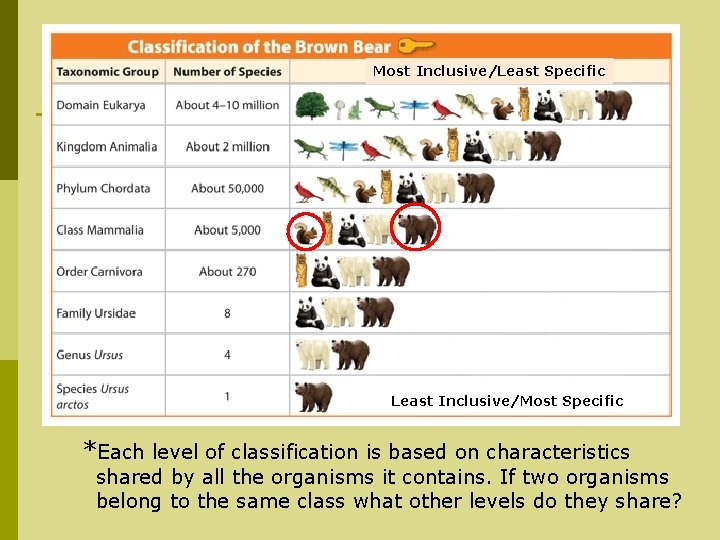 Most Inclusive/Least Specific Least Inclusive/Most Specific *Each level of classification is based on characteristics