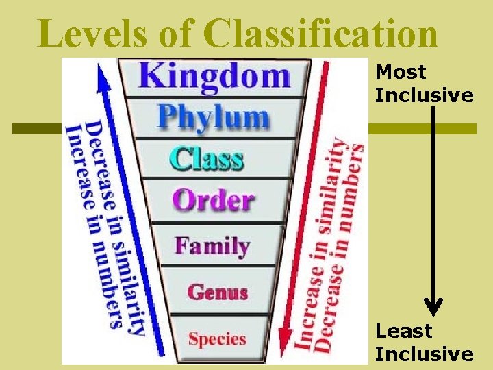 Levels of Classification Most Inclusive Least Inclusive 