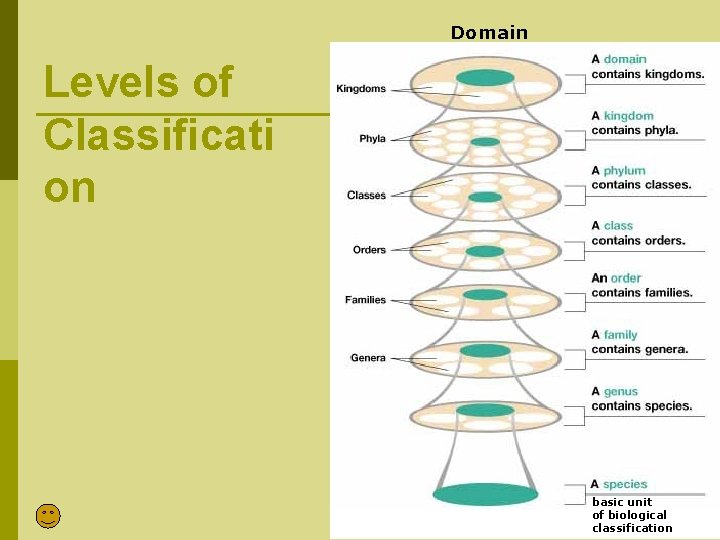 Domain Levels of Classificati on basic unit of biological classification 