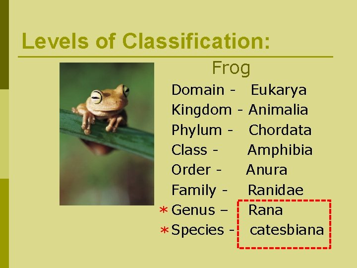 Levels of Classification: Frog Domain - Eukarya Kingdom - Animalia Phylum - Chordata Class