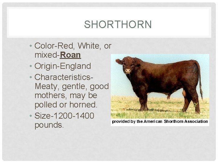SHORTHORN • Color-Red, White, or mixed-Roan • Origin-England • Characteristics. Meaty, gentle, good mothers,