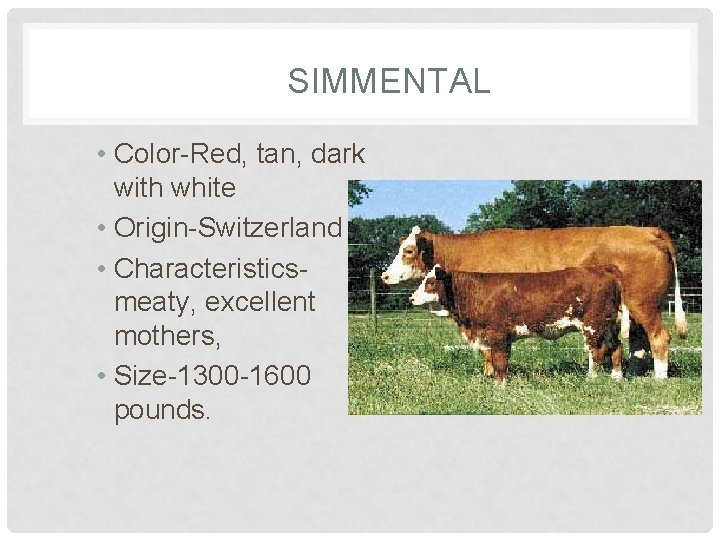 SIMMENTAL • Color-Red, tan, dark with white • Origin-Switzerland • Characteristicsmeaty, excellent mothers, •
