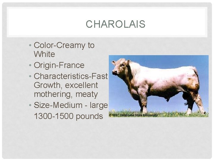 CHAROLAIS • Color-Creamy to White • Origin-France • Characteristics-Fast Growth, excellent mothering, meaty •
