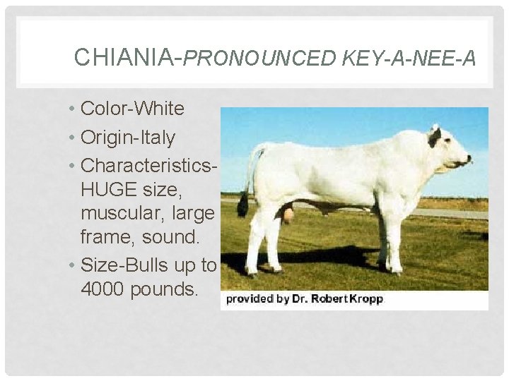 CHIANIA-PRONOUNCED KEY-A-NEE-A • Color-White • Origin-Italy • Characteristics. HUGE size, muscular, large frame, sound.