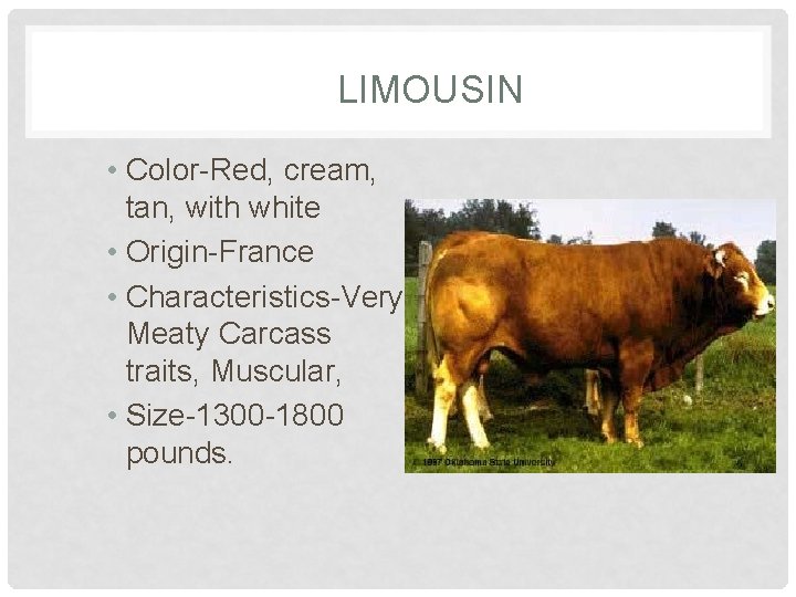 LIMOUSIN • Color-Red, cream, tan, with white • Origin-France • Characteristics-Very Meaty Carcass traits,