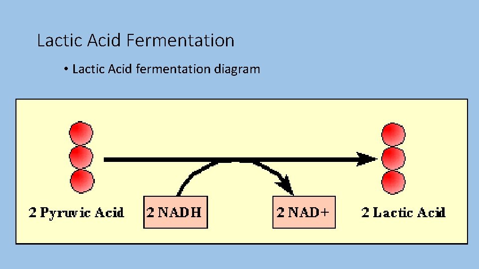 Lactic Acid Fermentation • Lactic Acid fermentation diagram 