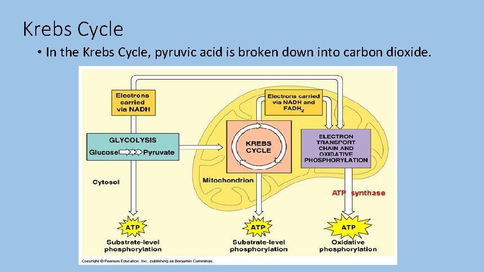 Krebs Cycle • In the Krebs Cycle, pyruvic acid is broken down into carbon