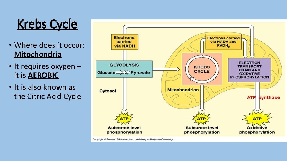 Krebs Cycle • Where does it occur: Mitochondria • It requires oxygen – it