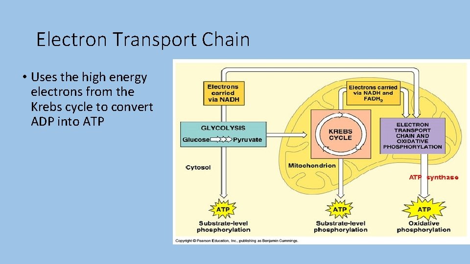 Electron Transport Chain • Uses the high energy electrons from the Krebs cycle to