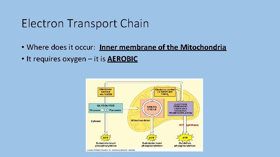 Electron Transport Chain • Where does it occur: Inner membrane of the Mitochondria •