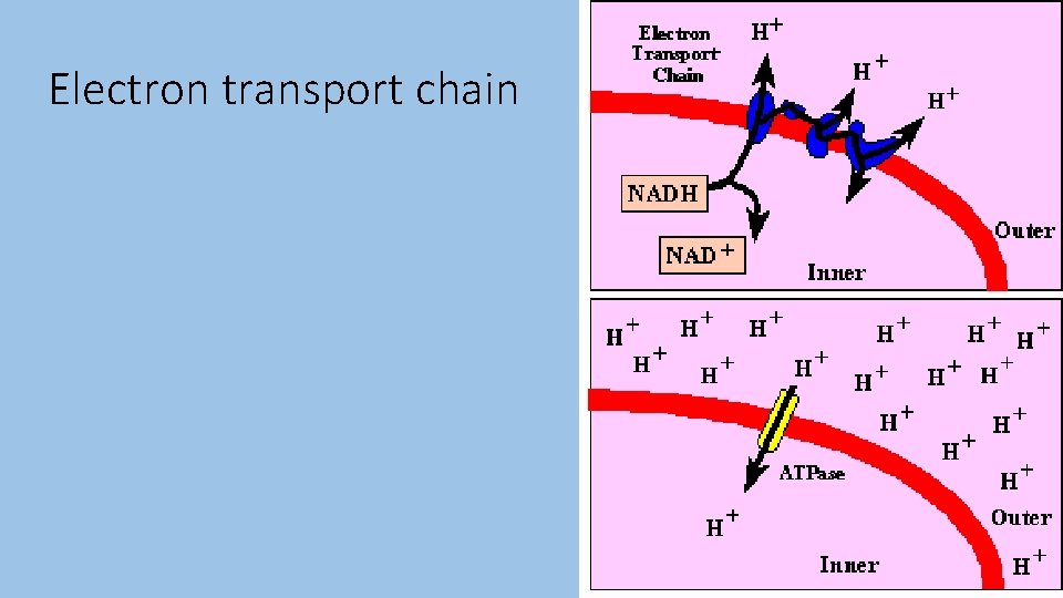 Electron transport chain 