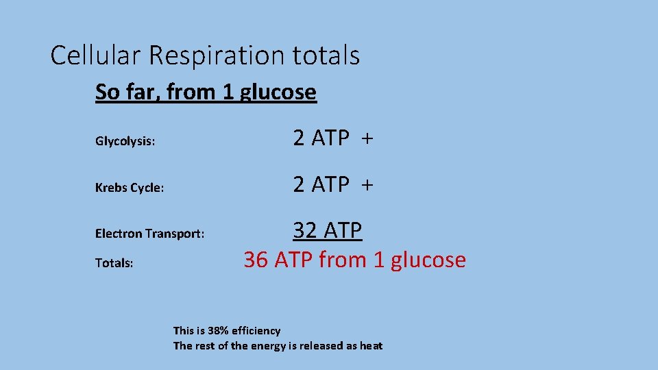 Cellular Respiration totals So far, from 1 glucose Glycolysis: 2 ATP + Krebs Cycle: