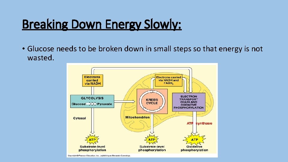 Breaking Down Energy Slowly: • Glucose needs to be broken down in small steps
