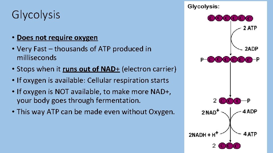 Glycolysis • Does not require oxygen • Very Fast – thousands of ATP produced