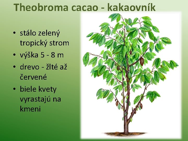 Theobroma cacao - kakaovník • stálo zelený tropický strom • výška 5 - 8