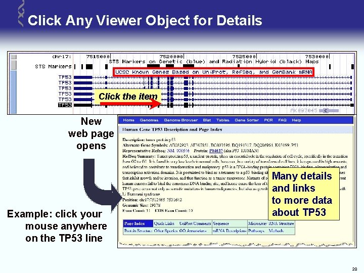 Click Any Viewer Object for Details Click the item New web page opens Example: