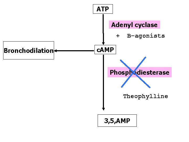 ATP Adenyl cyclase + Bronchodilation B-agonists c. AMP Phosphodiesterase Theophylline 3, 5, AMP 