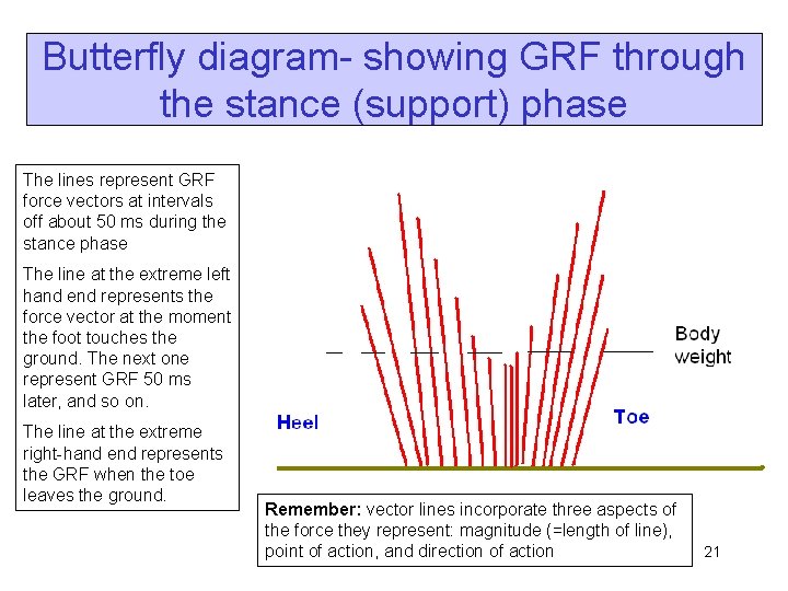 Butterfly diagram- showing GRF through the stance (support) phase The lines represent GRF force