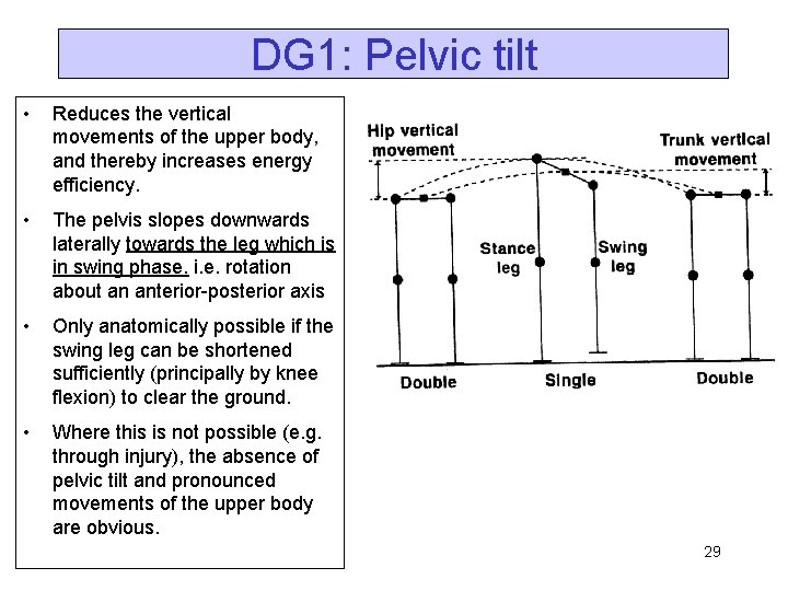 DG 1: Pelvic tilt • Reduces the vertical movements of the upper body, and
