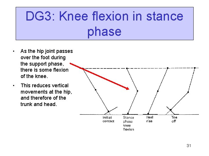 DG 3: Knee flexion in stance phase • As the hip joint passes over