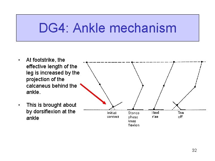 DG 4: Ankle mechanism • At footstrike, the effective length of the leg is