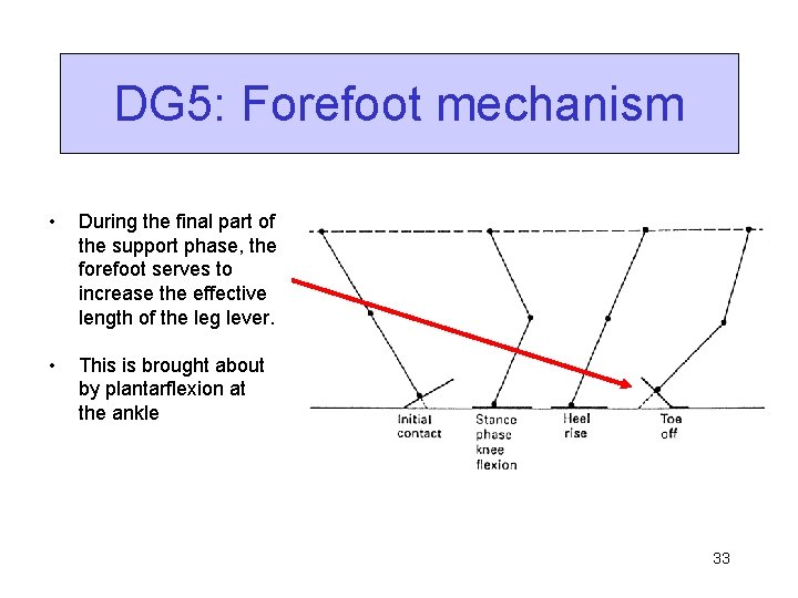 DG 5: Forefoot mechanism • During the final part of the support phase, the