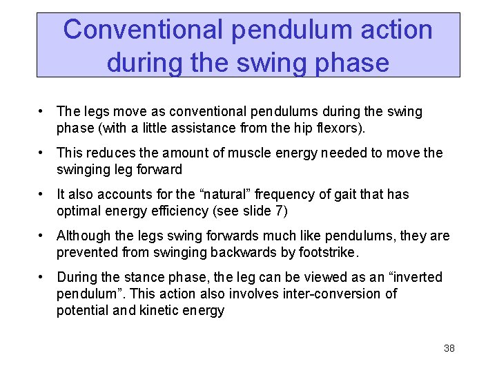 Conventional pendulum action during the swing phase • The legs move as conventional pendulums