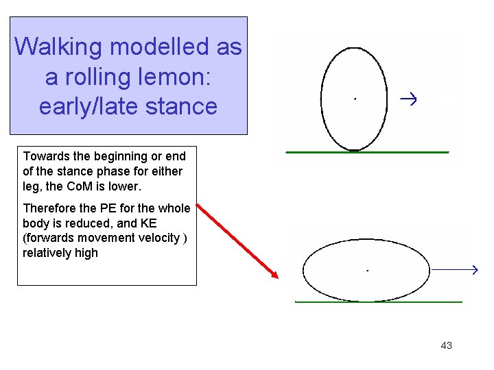 Walking modelled as a rolling lemon: early/late stance Towards the beginning or end of