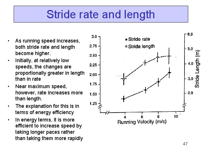 Stride rate and length • • • As running speed increases, both stride rate