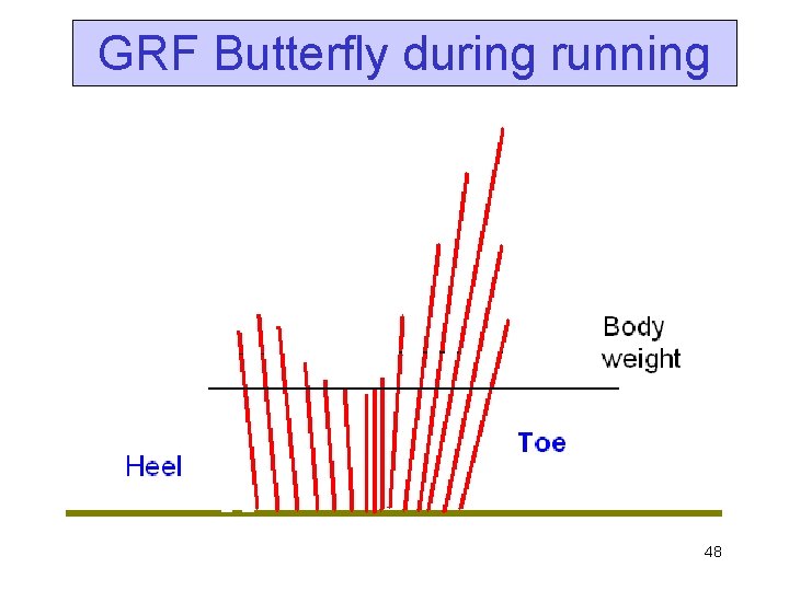 GRF Butterfly during running 48 