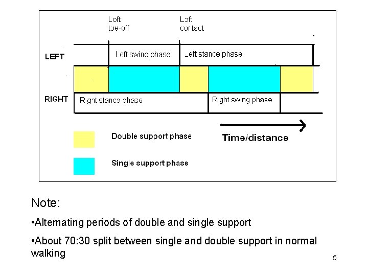 Note: • Alternating periods of double and single support • About 70: 30 split